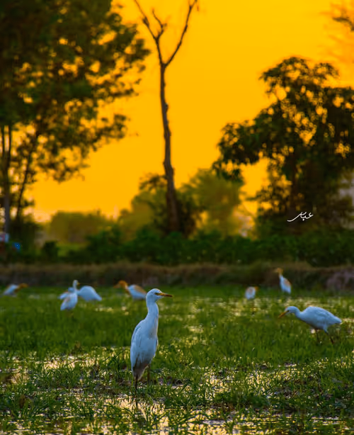 Item #9104047852343460824823657095955061139286762947505329334286274254390310207489 Media