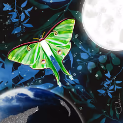 The beautiful Lunar Moth