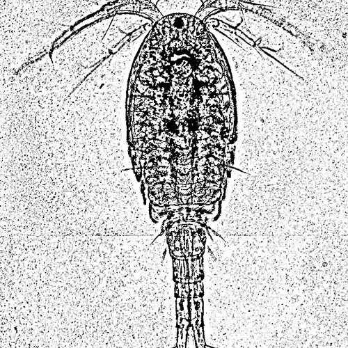 Untitled Collection #96800692