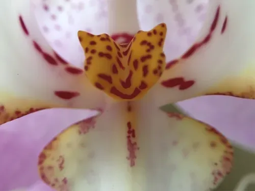 Item #69187896284516959183936348391286066898215763754543717020842325364987790360577 Media