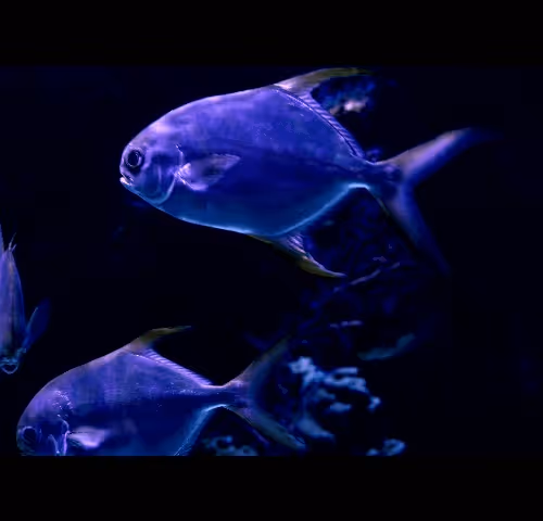 Item #96480669494729619262661189301568248367107544243964914039235424946277161369601 Media