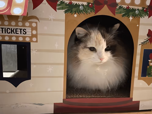 Item #103823190638075684652461829267274249161173063347509023641376403469031148879873 Media