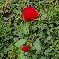 My Wild Rose