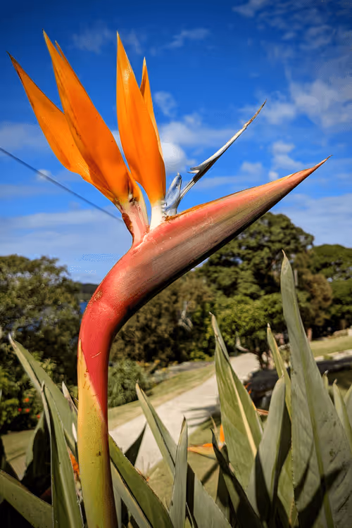 Item #39075669952795110311488058078452160275975432518977374571902800551944577351681 Media