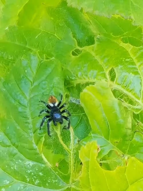 Item #18279368597565041265121237626867746954701071610314993633361532923600451928065 Media