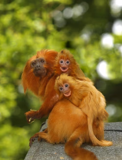 Item #45594647201663347778086533366212020564774309010196825968467676428409069633537 Media