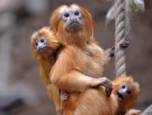 Item #45594647201663347778086533366212020564774309010196825968467676446001255677953 Media