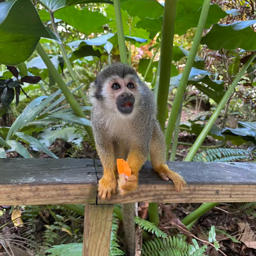 Sweet monkey