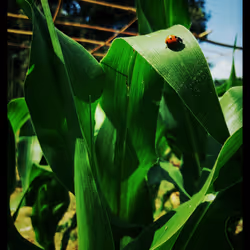 3787080761074609709675817509753112159059746763483256848434353859062594011137