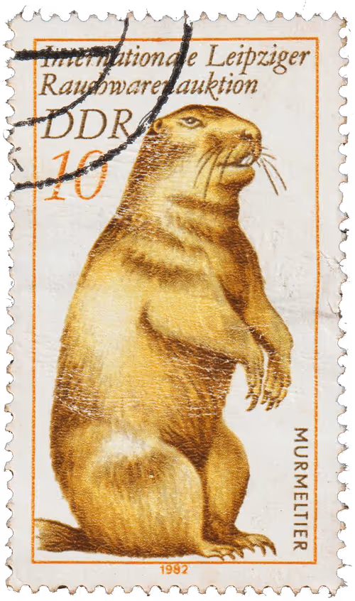 Item #36928828717643675900437569795538987988773281266085500979873831688873860661249 Media