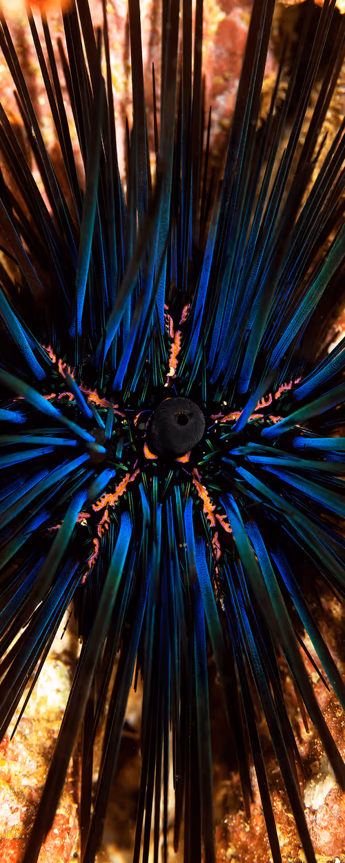 Item #70273469214053580567937401515454839942309316770709015850327309175731362202600 Media