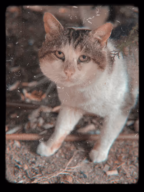 Item #102650025238985064889532626323507420633017859616961165632132730600516059398145 Media