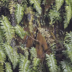 Treeferns