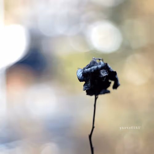 Item #103339499658907074455911852821514679659062129792359254936295356876413456089089 Media