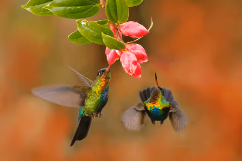 Item #25621925064279012681246301446131385931262547461970292834419122498170160939009 Media