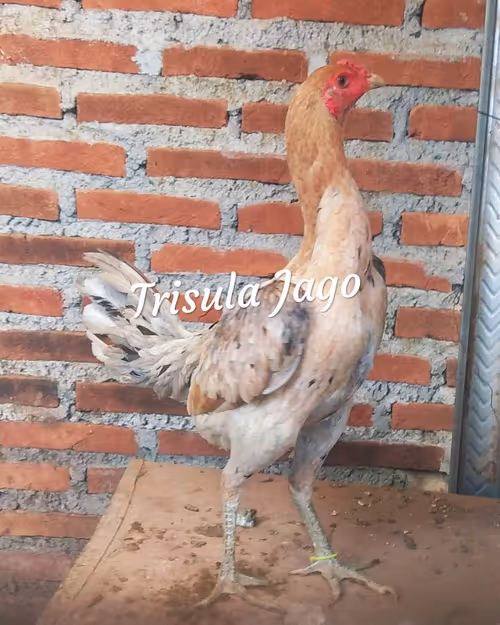 Item #103224514813489058861169925516490363188094921324422639618095811806591163826186 Media