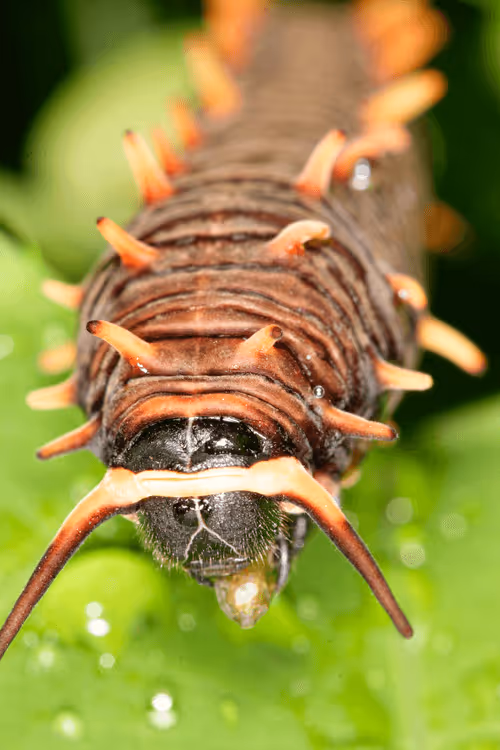 Item #47344123980109973813634142770242239438764360713225161879961011946171576352769 Media