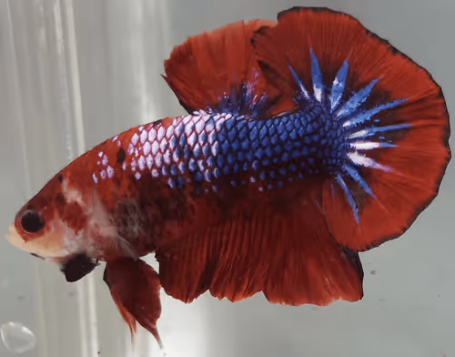 Item #76093963924936973222684762009084726555674488189040824510729450743911766032385 Media