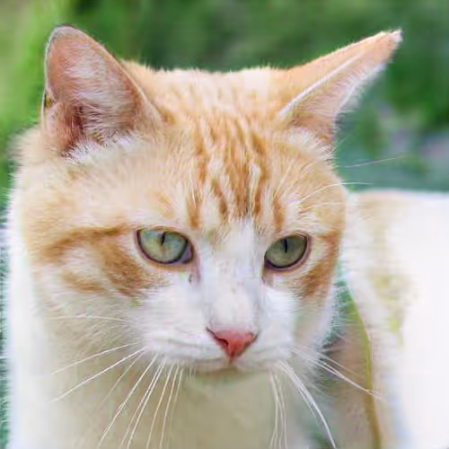 Item #106393158711752592444527764053332067386103257112262188176365273538717290594305 Media