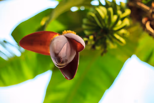 Item #64966901116661050365787077250766132449265649093034789602586407470737345478657 Media