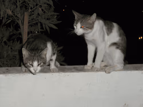 Item #86790041877501712039605339147305245302135229893835811647830192501914366640129 Media