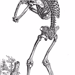 De Humani Corporis #3