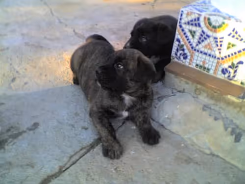 Item #7967281033894542222055828877453032867342209807388350993583448314517892628481 Media