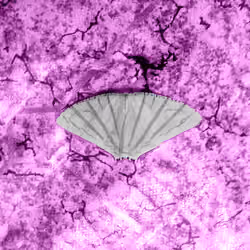 Urapteroides Pink Raptured Floor #1