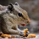 Indian palm Squirrel