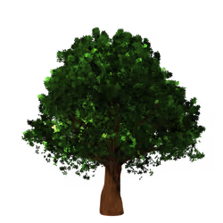 Oak Tree png #1
