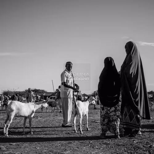 Item #112381046722962836592974674419935165827730707126809541689433939937193709535242 Media