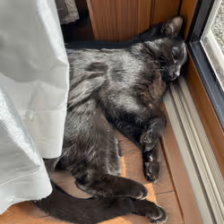 57432309319676179700798702069366385585354272226932054472084542081572869767169