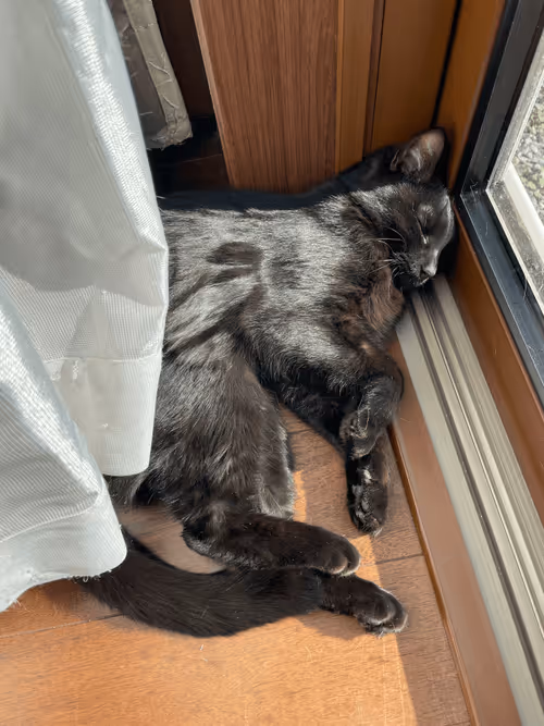 Item #57432309319676179700798702069366385585354272226932054472084542081572869767169 Media