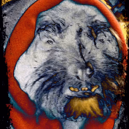 Falcoredog Collection