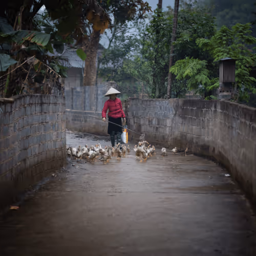 Item #80488266671287018131558448213082272878703229800970441297784273654376745140225 Media