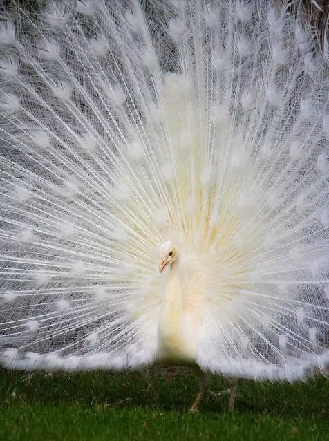 Item #68992994871678840230737782920192836034454221596587270053419323752672680476673 Media