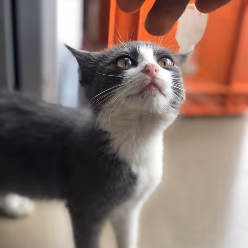 Stray Cat