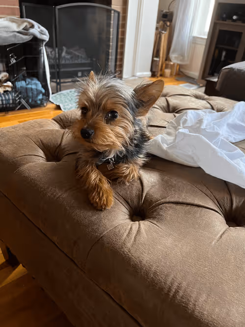 Item #88066140528539479869456014744410398514327997074780151392509103634442474225665 Media