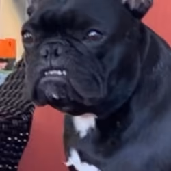 Don't Make Me Show My Teeth