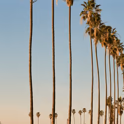Golden Palm Hour