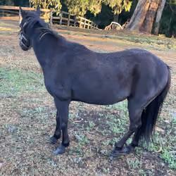Mitsy #60