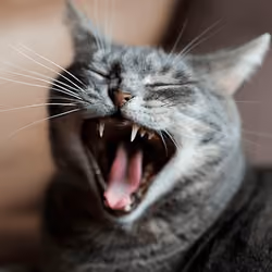 Don't yawn #16