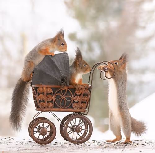 Item #41723246610632705543282218396403645401617984070439185990108432297502504386561 Media