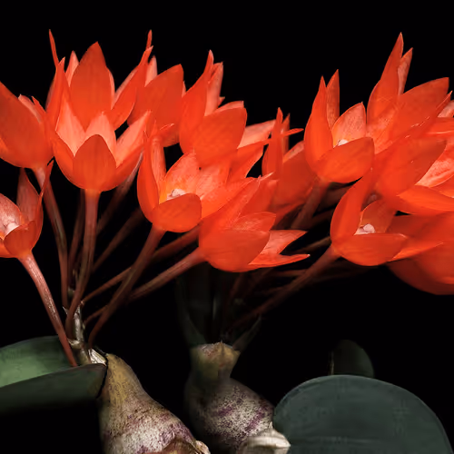 Item #26557395527935103024156889985671342145765592674552831961938483944638117838853 Media