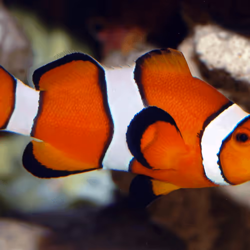 Item #47344123980109973813634142770242239438764360713225161879961011994550087974913 Media