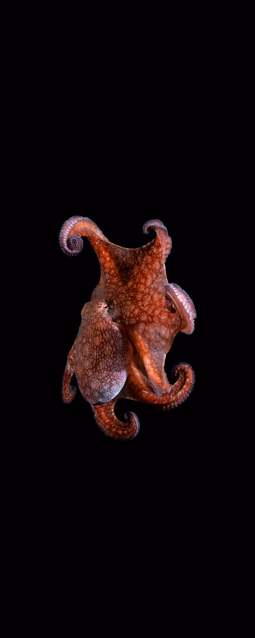 Item #70273469214053580567937401515454839942309316770709015850327309173532338947048 Media