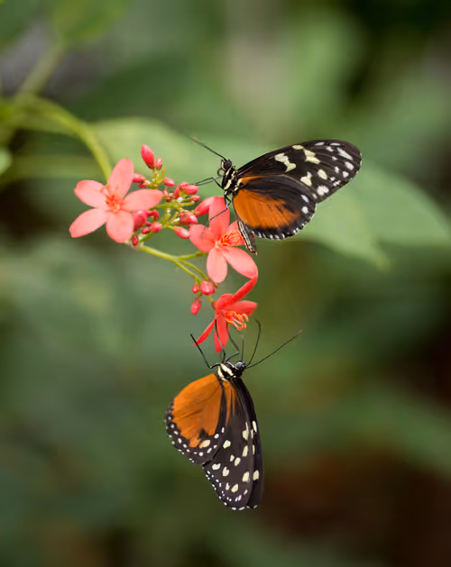 Item #16169064393399629467859942900905405490006492366557123064973208594417511825409 Media