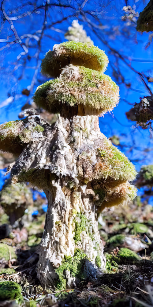 Item #53204195999668057401361450590388499232587888718751066529720239246620223340545 Media