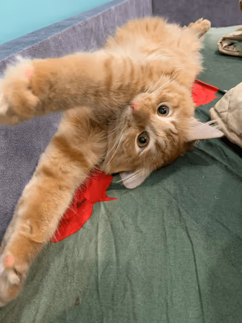 Item #42039913205685825126284801722072857085245062817790218601187825239671097524225 Media