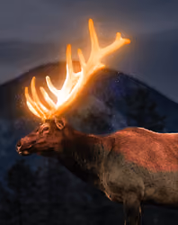 Glowing deer #3